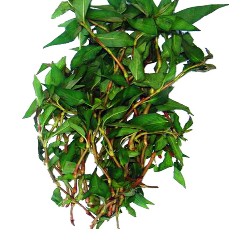 香馜 新鲜香柳菜叶 叻沙叶鱼生草拉沙叶傣族佐料调味香菜 1斤【图片