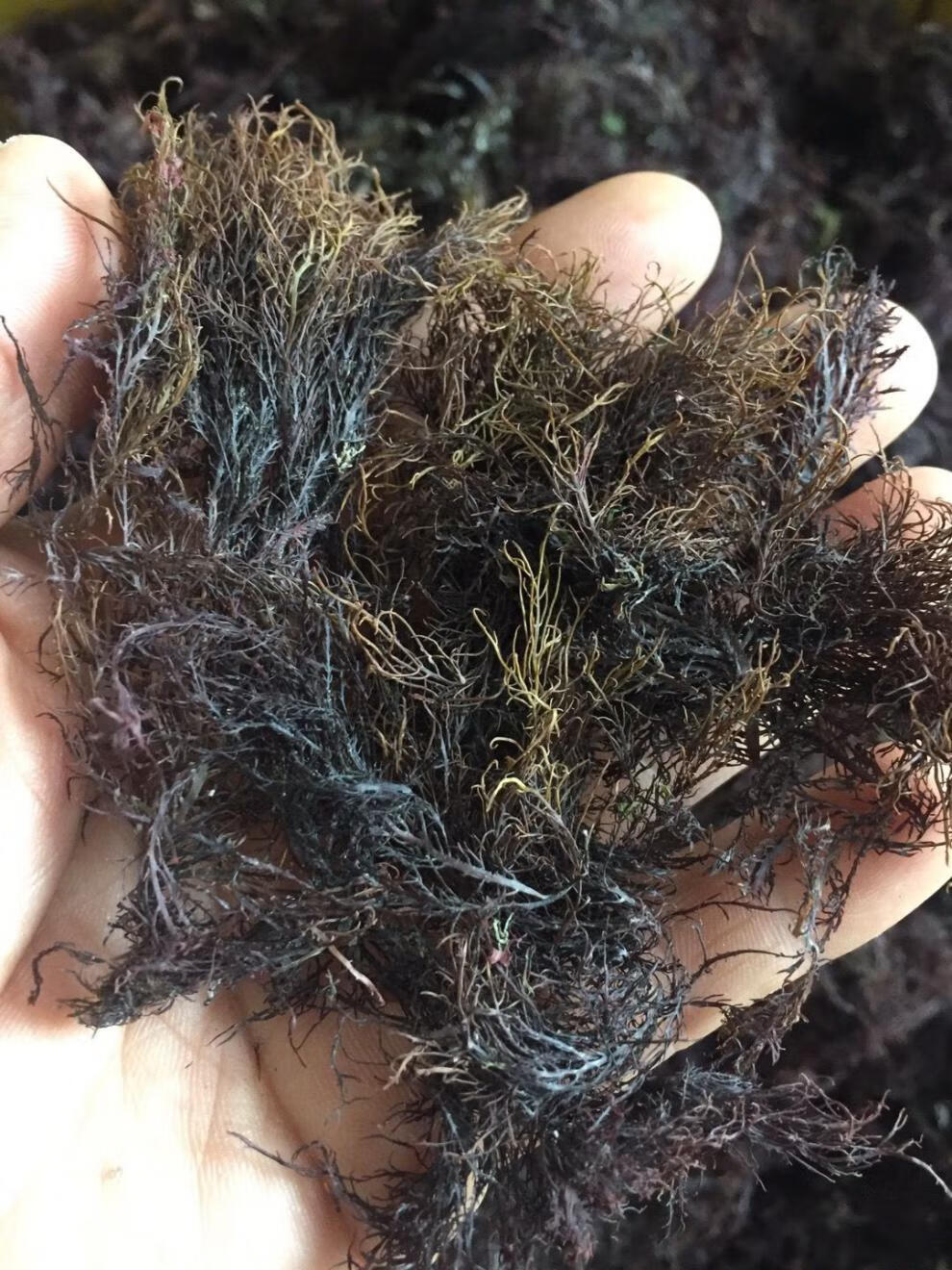 石花菜海凉粉冻菜海藻干货蒿子冻琼脂牛毛菜石花膏四果汤 500克【图片