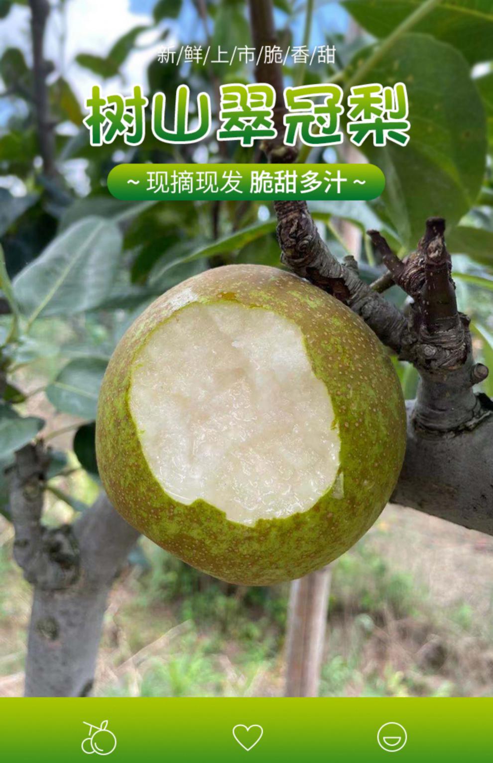 正宗苏州树山翠冠梨子现摘新鲜当季孕妇水果10斤礼盒装顺丰 8斤