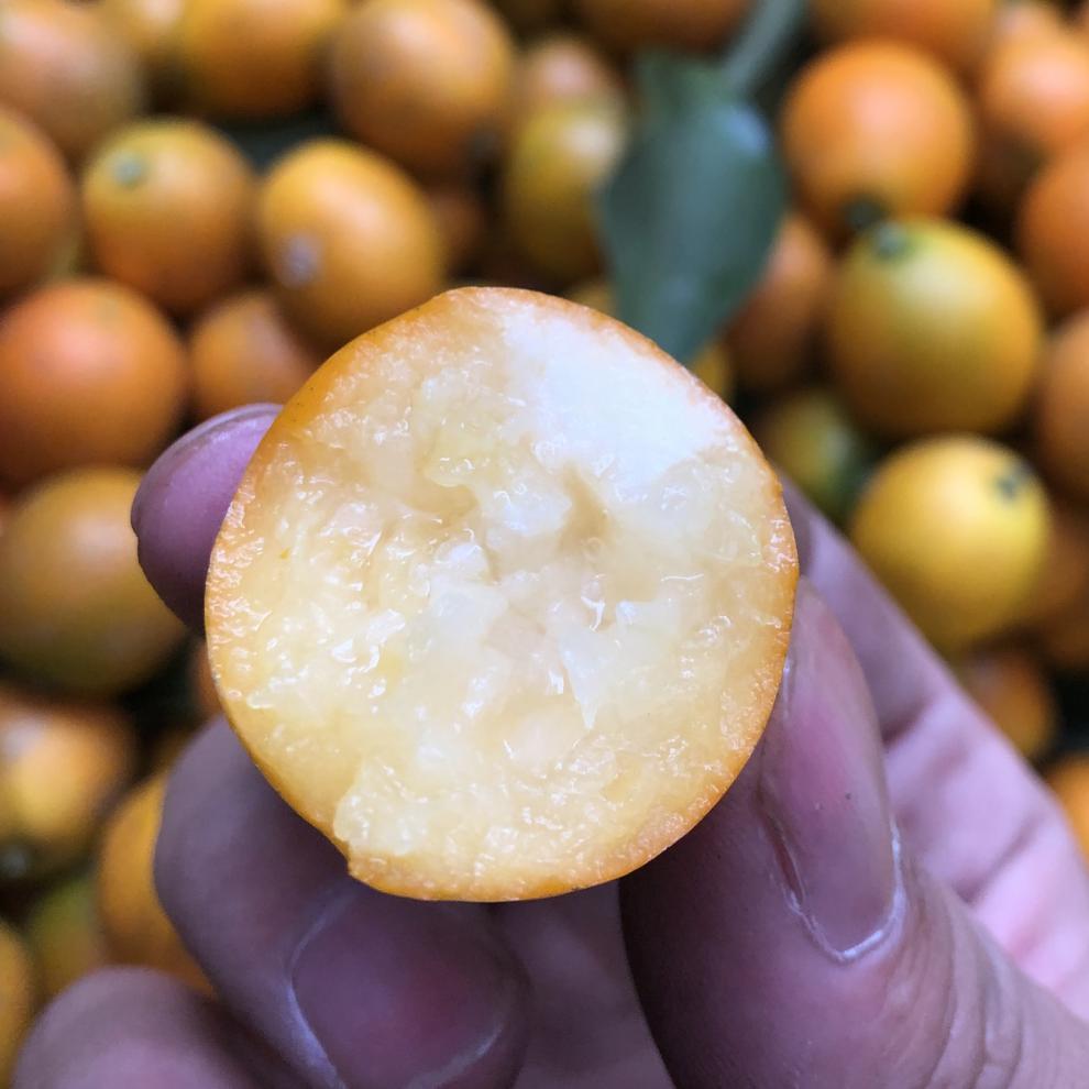 仓梵广西融安脆蜜金柑金桔5斤装新鲜现摘纯甜水果非滑皮金桔子5斤精选