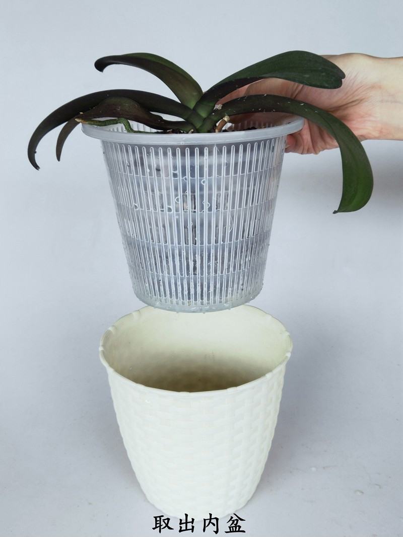 蝴蝶兰专用花盆控根防烂根塑料网盆多孔透气定植篮简约风h140内盆五个