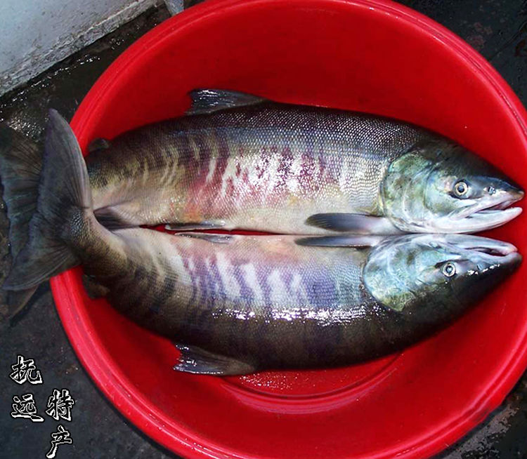 黑龙江江鱼的种类图片图片