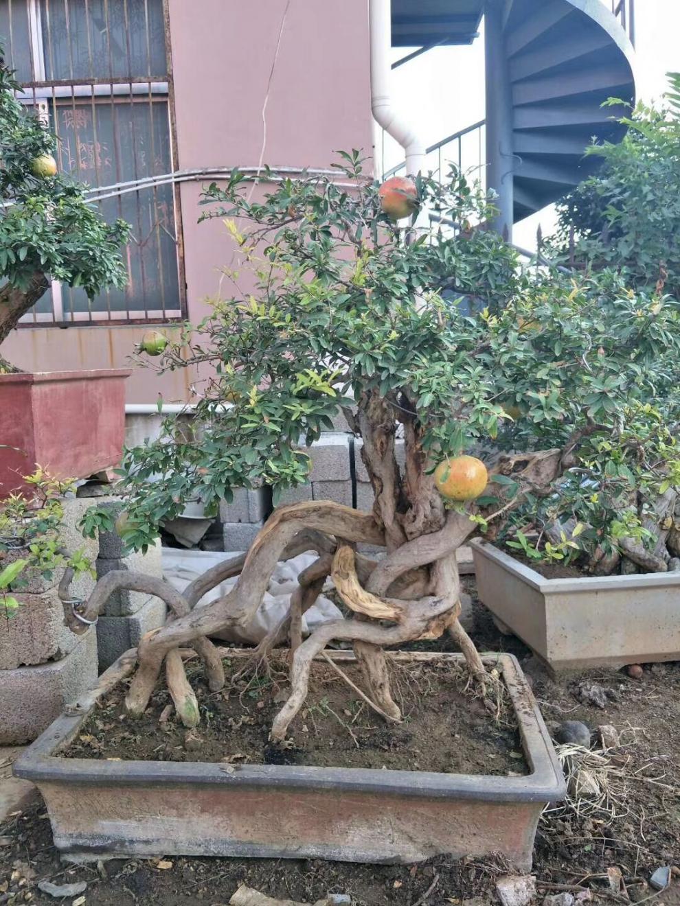 紫玉石榴盆景盆栽提根石榴微盆景石榴树桩小老桩矮霸盆景sm 大老桩