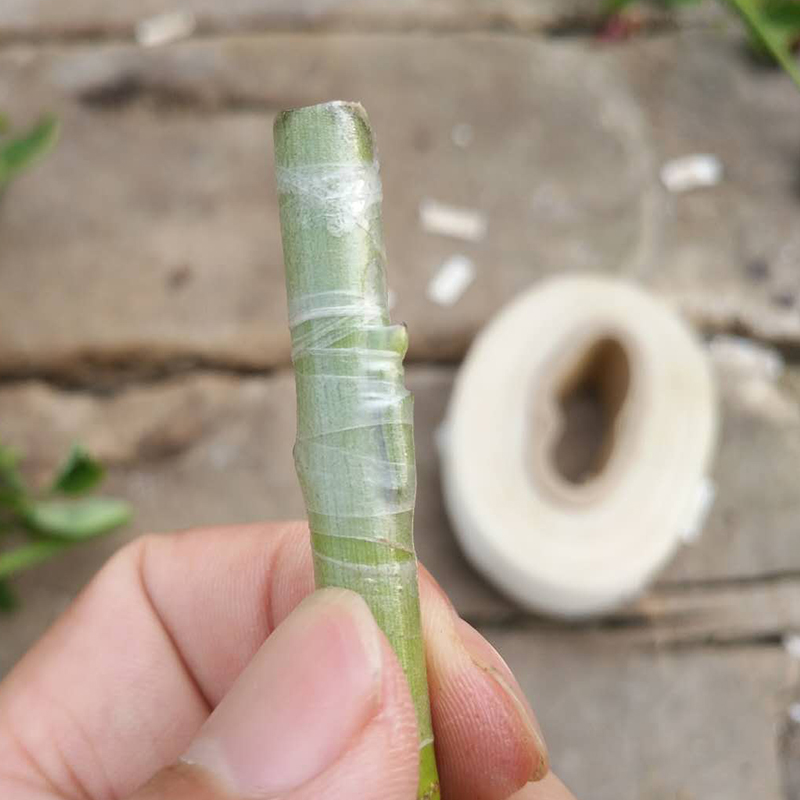 亚弗糯米纸嫁接膜带芽枝接树专用缠绕薄膜果树自粘式胶带免拆 10米带