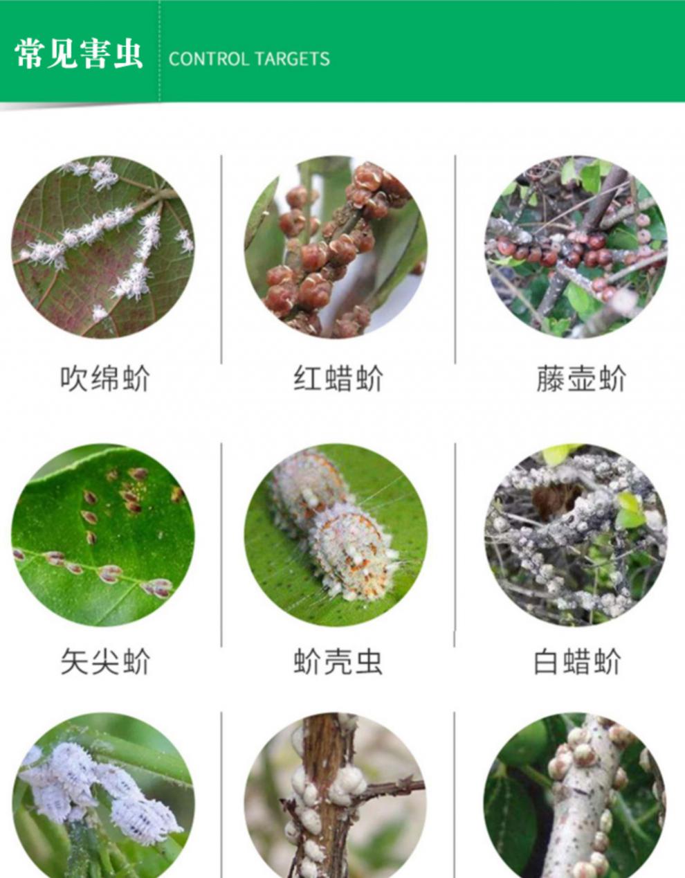 蚧壳虫专用药多肉太阳花幸福树柿子树兰花药介壳虫介蚧必治杀虫剂