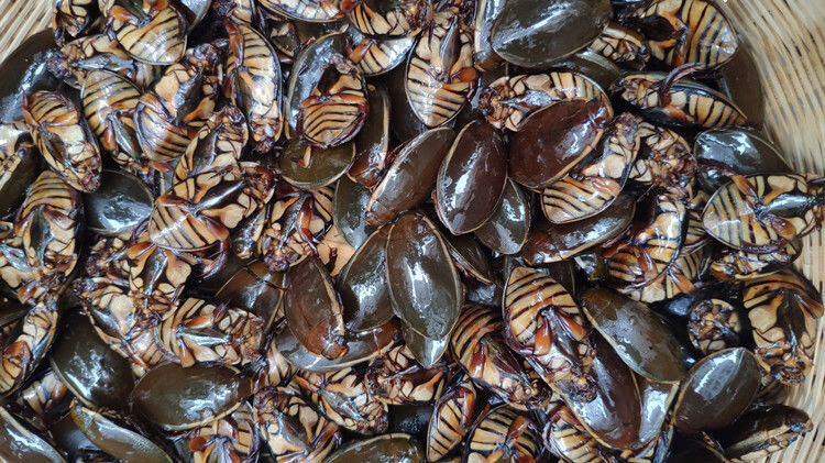 速冻 龙虱 金边龙虱 濑尿龟水蟑螂水甲虫水鳖虫食用昆虫全国 2500克
