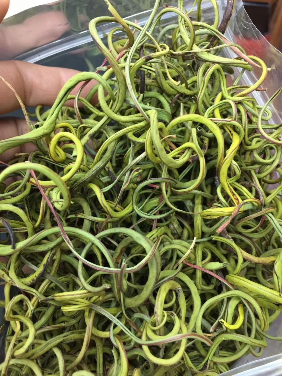 长白山肾精茶化石草男性滋补养生肾精茶一瓶25克50克50克袋装杯子