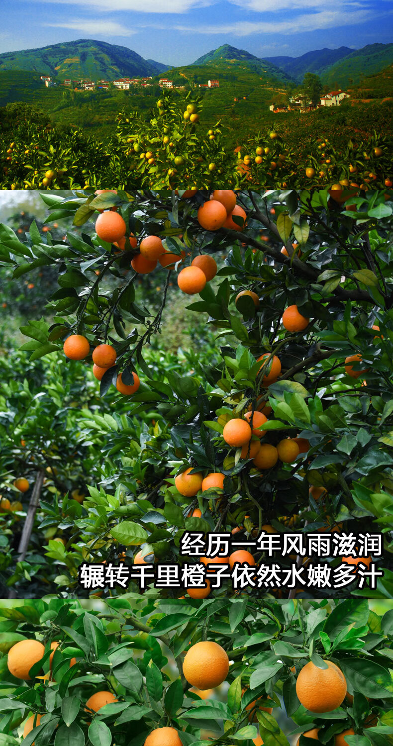 柑橘橙之乡湖南石门脐橙甜橙子新鲜当季水果10斤农家不催熟现摘手剥橙