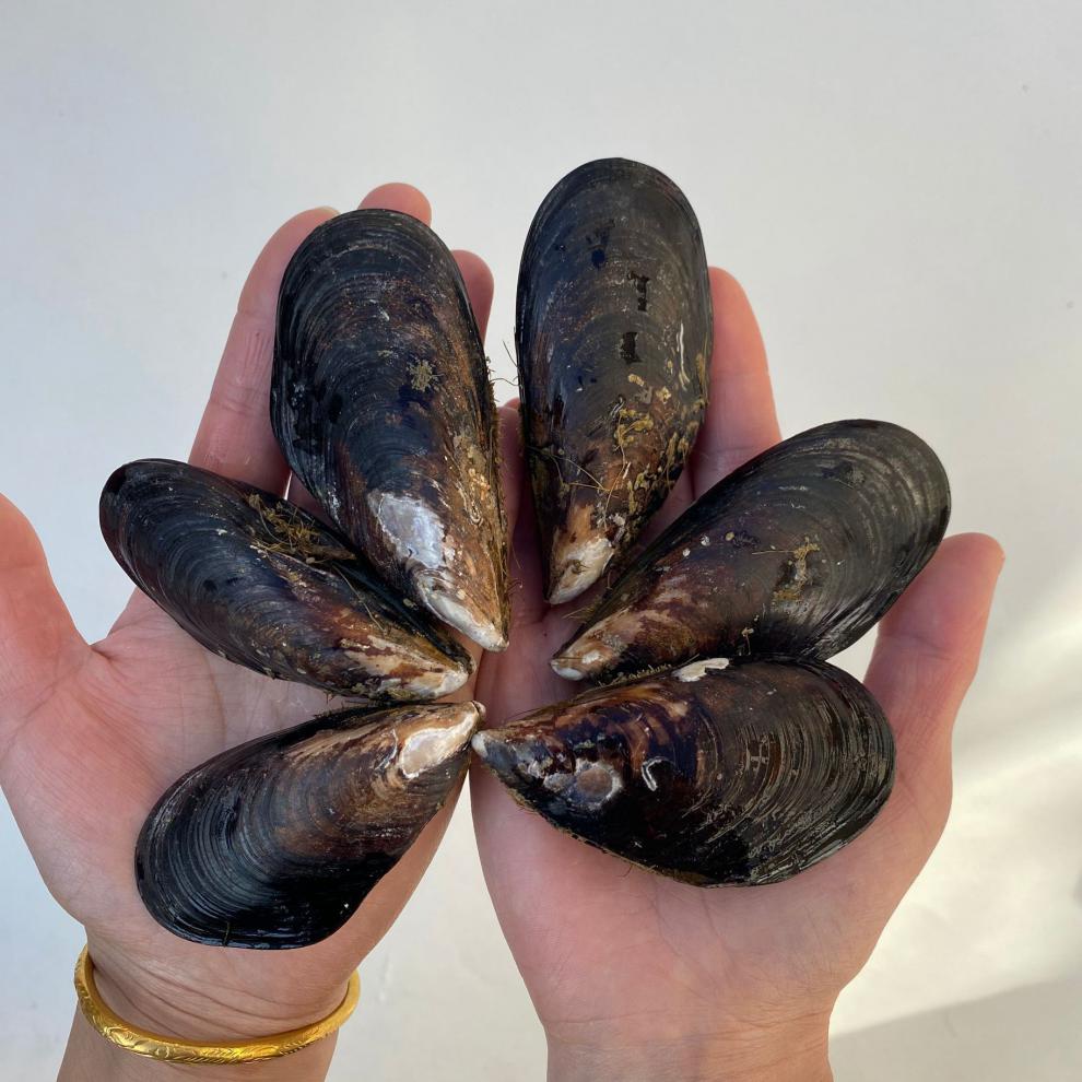 大青口贝鲜活特大海虹淡菜新鲜冷冻海鲜贻贝青口贝水产 3斤装【图片