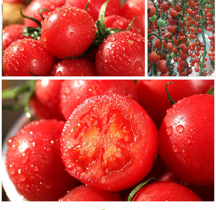 (柘城助农馆)贝贝圣女果山东小西红柿千禧果当季现摘现发小番茄孕妇