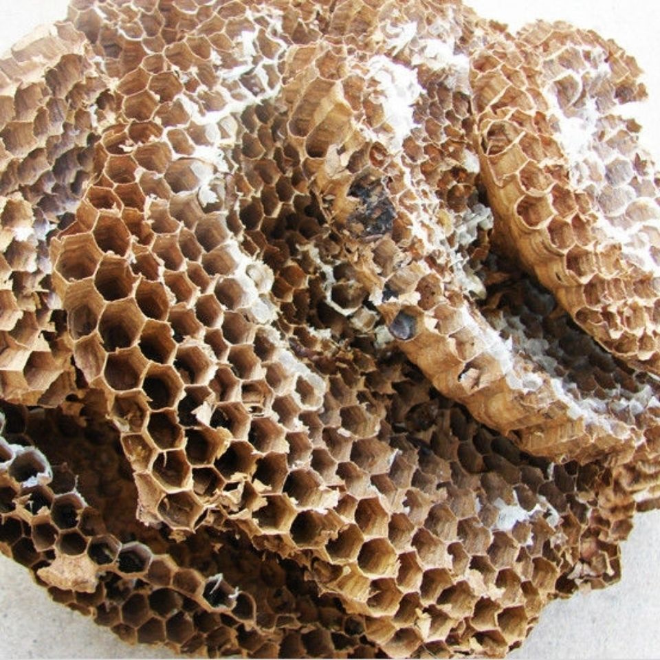 内廷上用 贵州省野生中药材蜂房 胡蜂巢 马蜂窝 露蜂房 硬蜂房 块状