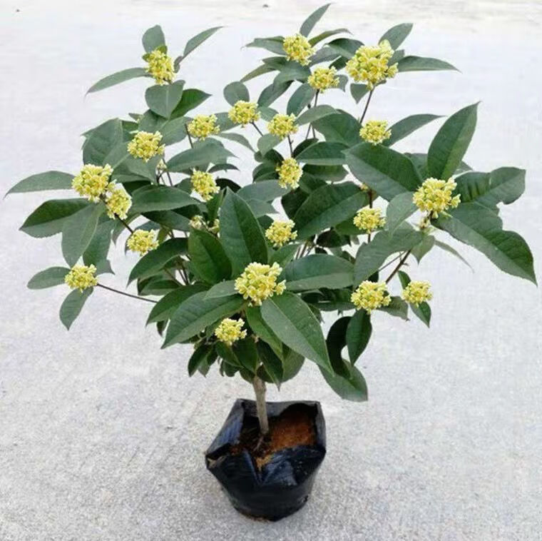 精品绿植桂花树苗盆栽盆景四季开花耐寒浓香型四季桂金桂室内阳台庭院