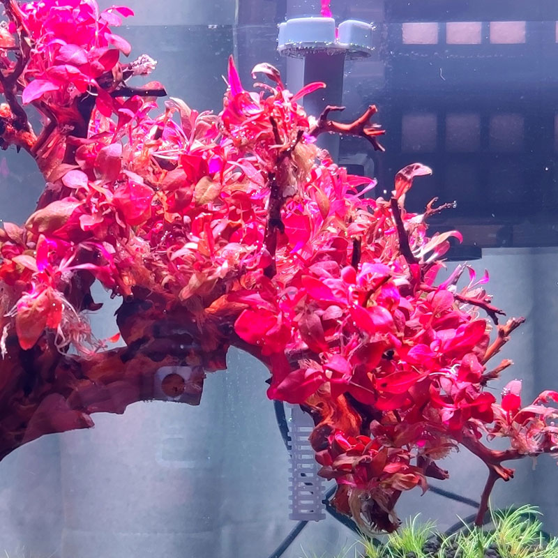 丹麦红玫瑰水草 迷你血心兰水草前景中景沉木造景无菌杯草缸红树景 【