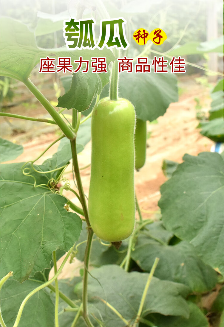 早生瓠瓜种子甜芋瓠短棒形瓠瓜蒲瓜种籽耐热耐寒抗病食用瓜菜葫 短棒