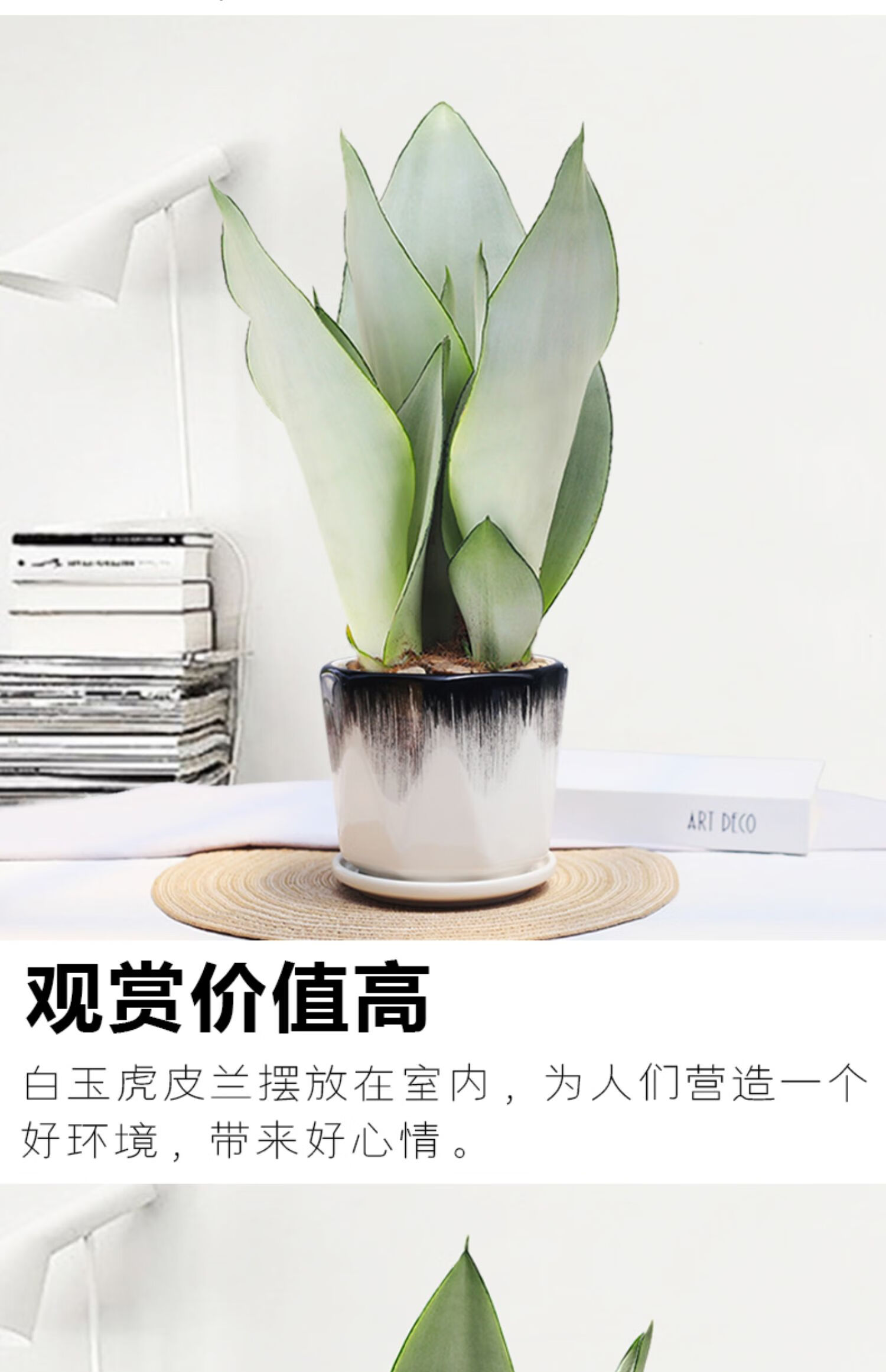 心头肉白玉虎皮兰盆栽室内植物办公室四季常青耐旱好养植物字母绿瓷盆