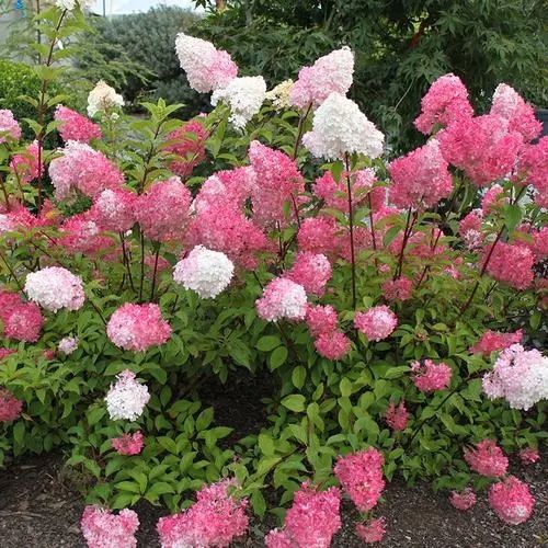 雨花蝶圆锥绣球石灰灯香草草莓胭脂钻北极熊圆锥绣球耐热耐寒露天种植