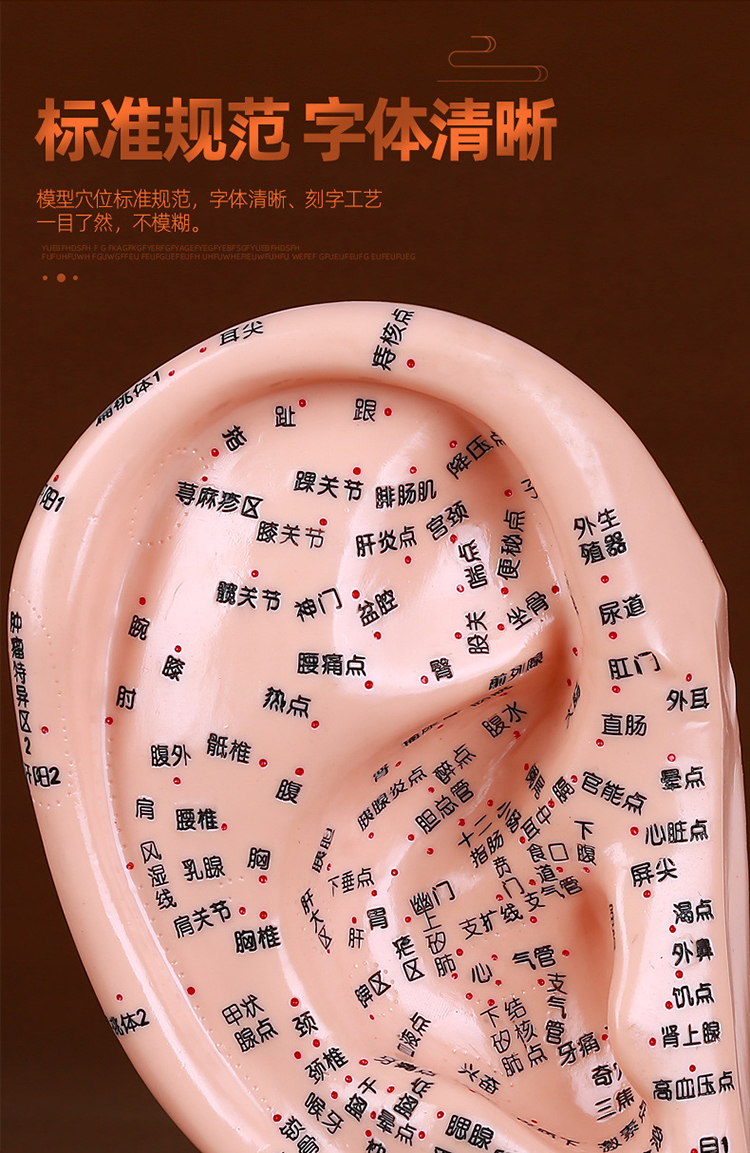 中医耳穴模型人体耳部反射区按摩耳朵刻字全中文针灸穴位模型17cm169