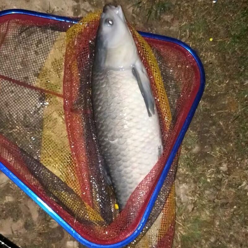 lism千岛湖野生螺蛳青鱼大青占鱼武昌鱼淡水鱼鲜活现杀青鱼20斤