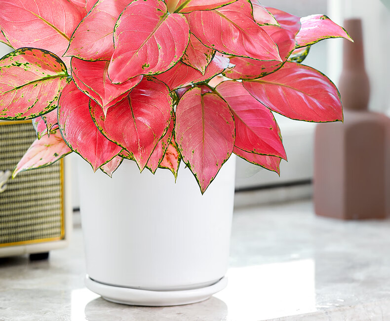 吉利红吉利红竹芋盆栽植物室内四季好养红如意花卉办公桌面彩叶如意