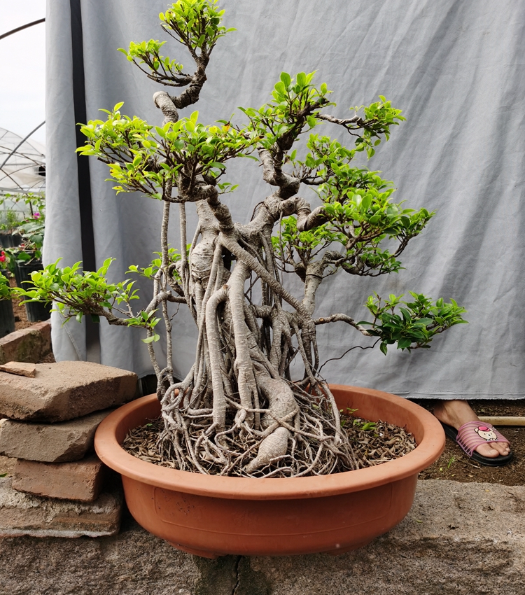 气根榕树盆景树桩台湾榕盆栽 绿植花卉室内外阳台虎皮榕老桩植物 1米s