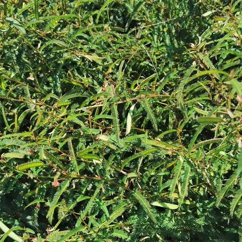 北京同仁堂原料野生铁甲草软肝草益肝草客家煲汤料散装内廷上用 养肝