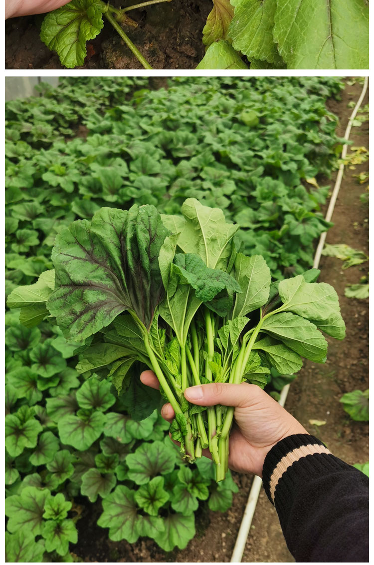 湖南本地新鲜蔬菜叶菜 糯米冬苋菜 冬寒菜 冬汉菜农家 1000g【图片