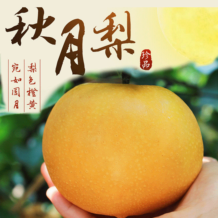正宗秋月冰糖梨山东秋月梨新鲜应季水果丰水梨脆甜现