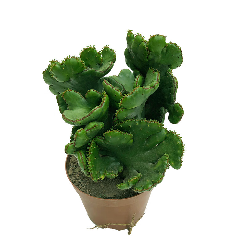 山影盆栽彩色金玉麒麟盆栽彩色山影鸡血红五指山黑麒