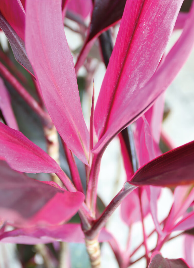 造型红叶朱蕉盆栽老桩室内大型植物观叶阳台卧室耐阴好养客厅绿植