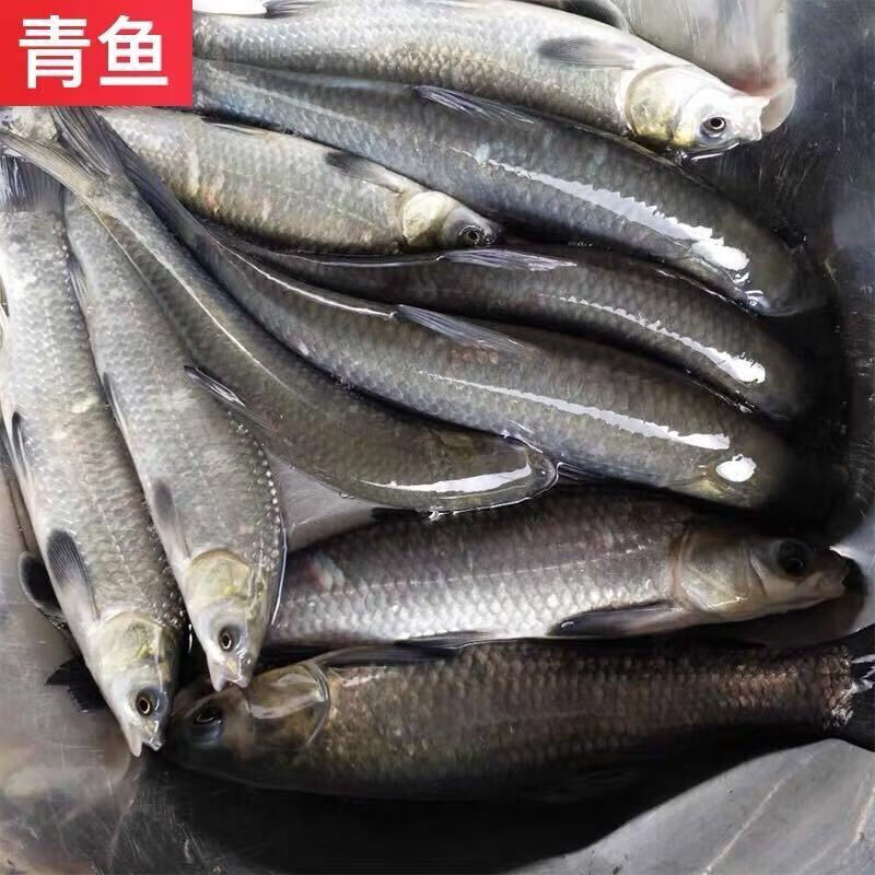 【店铺推荐】淡水鱼苗黑皖鱼家鱼青鱼鱼苗黑家鲩鱼苗草鱼苗活体包活