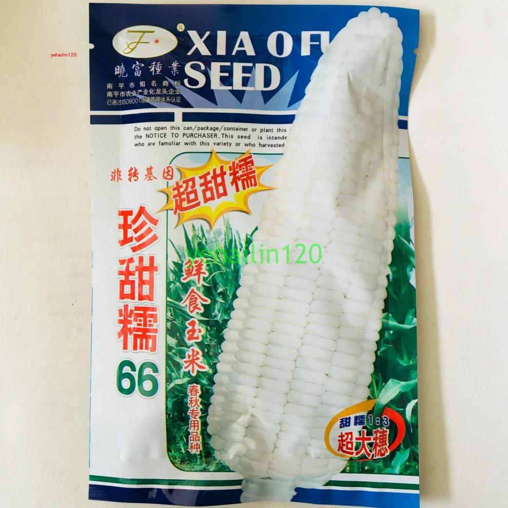 糯玉米种子超甜糯种籽高产粘性万里挑一碳烤春夏两季种植大田 银香糯