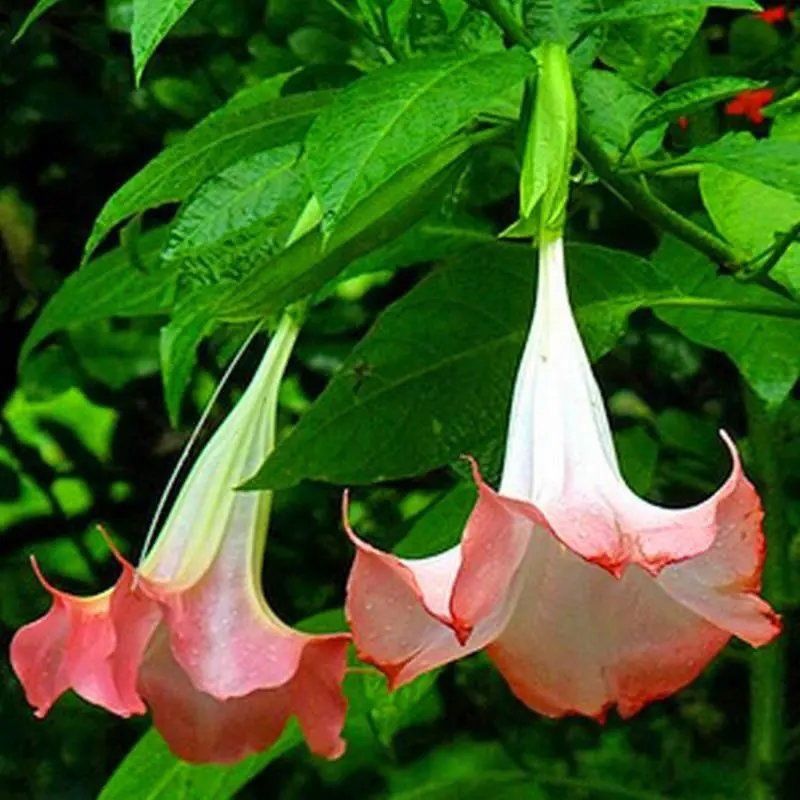 曼陀罗花种子多年生曼陀罗花四季室内阳台庭院垂吊盆栽多色喇叭花 -量
