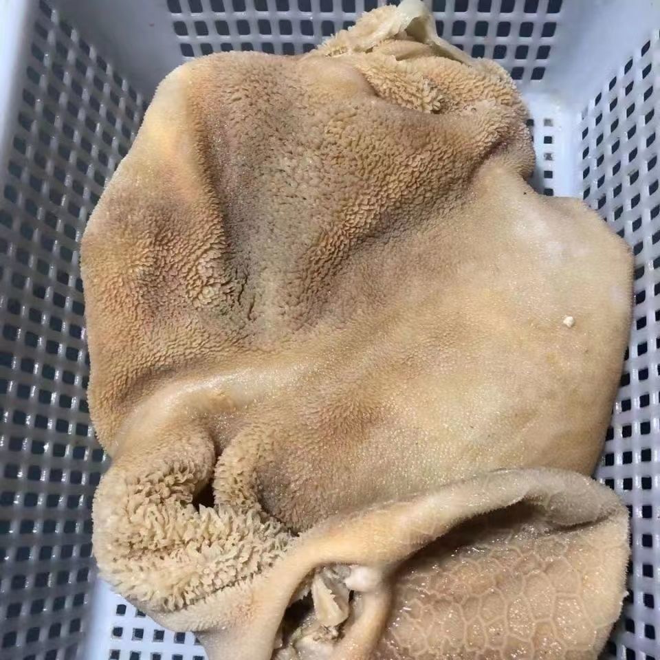 整个熟羊肚新鲜羊杂纯羊肚熟食冷冻商用生熟肚鲜全整个羊肚羊毛肚整个