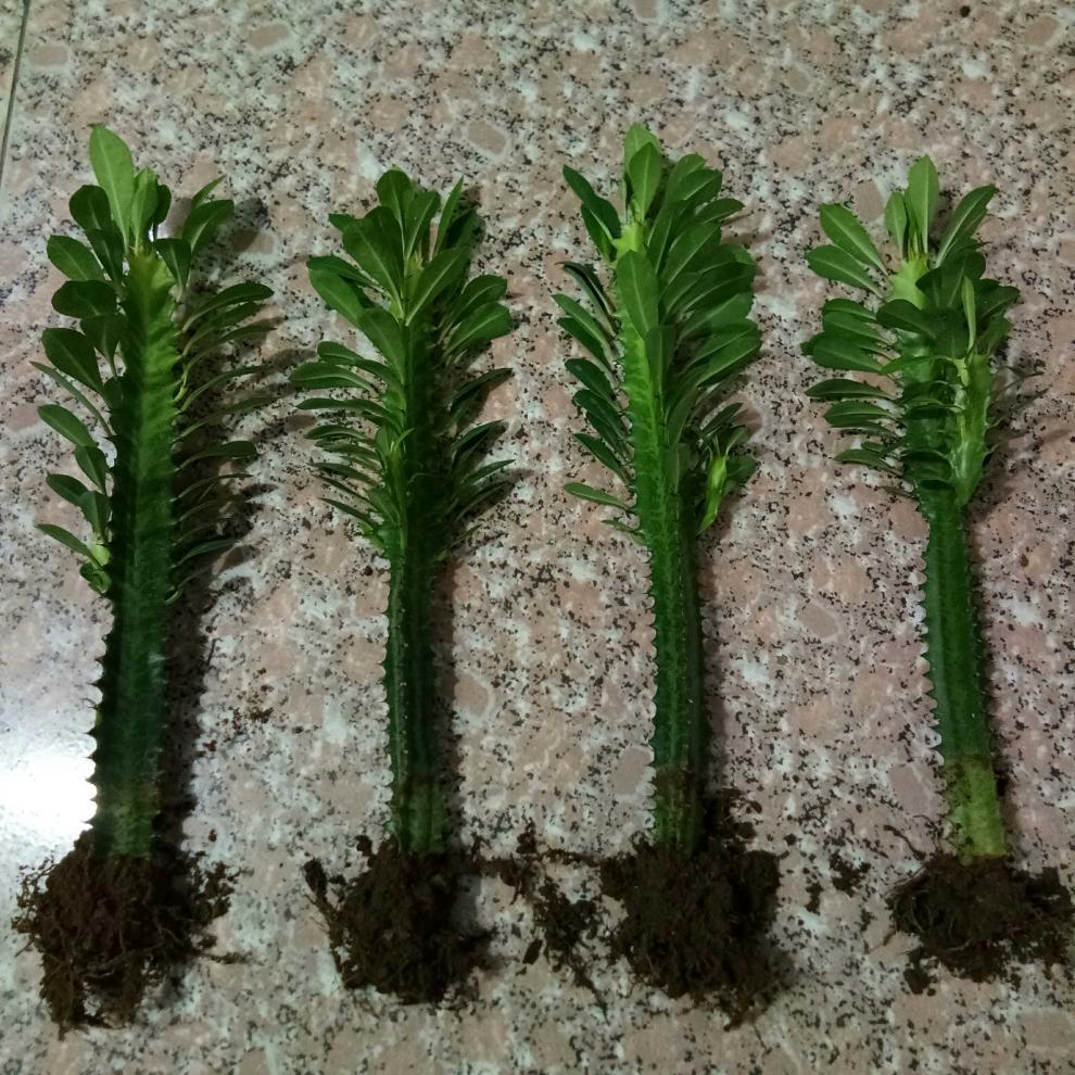 巴西龙骨龙骨盆栽室内观赏霸王鞭仙人掌量天尺多肉植物盆景大号麒麟掌