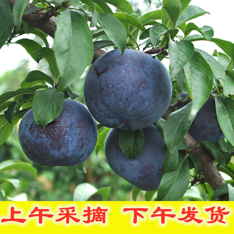 现摘陕西新鲜时令水果黑布林李子黑琥珀黑宝石脆甜非红李2/3/5斤