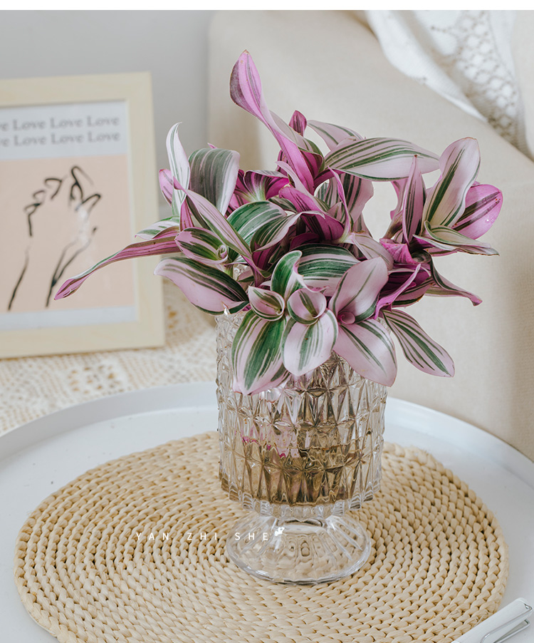 油画婚礼吊兰水培植物胭脂云绿植盆栽花卉办公室室内桌面多肉 婚礼