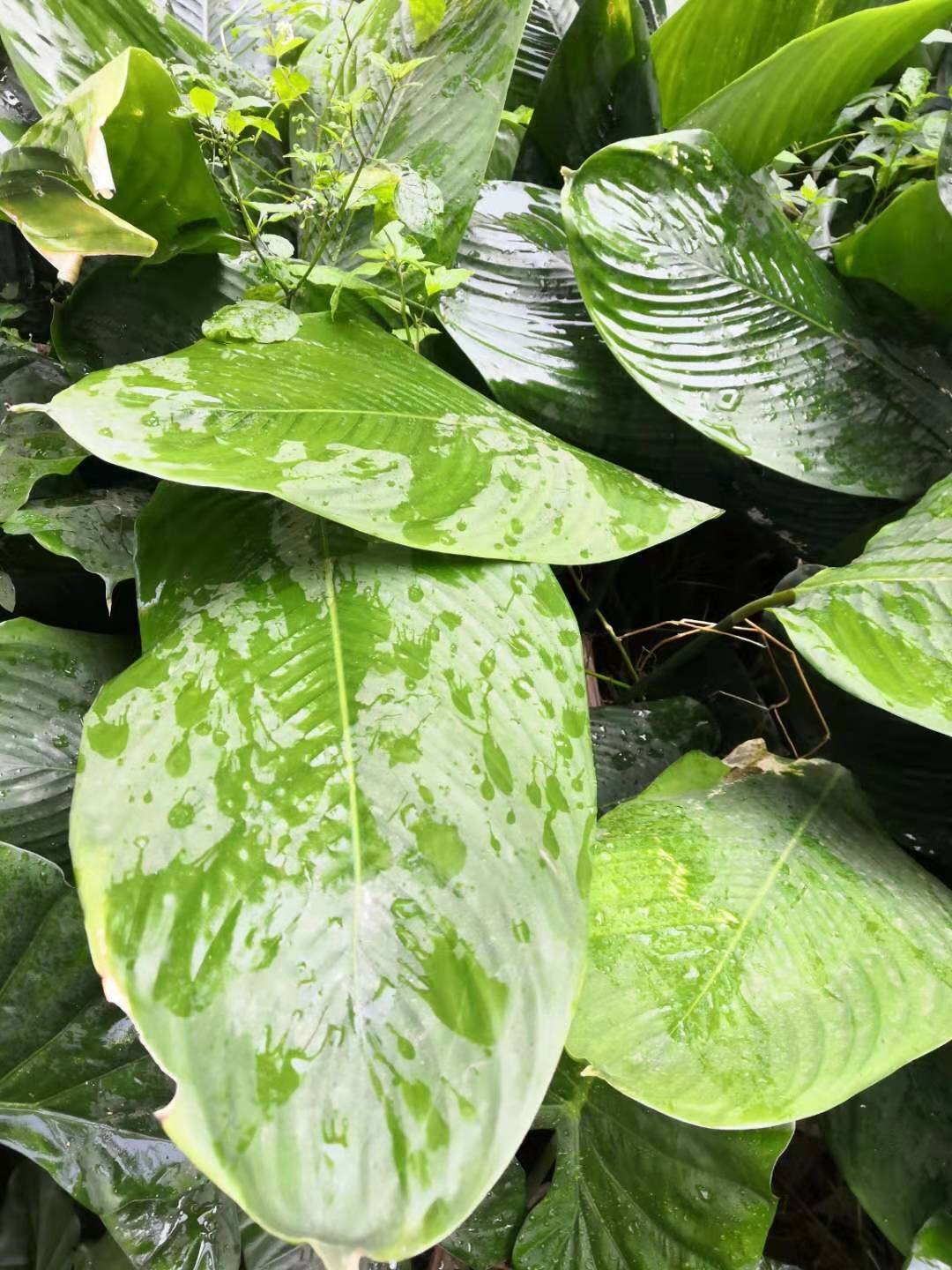 精选s级广西大粽子叶新鲜野生粽子叶裹蒸粽肉粽叶新鲜冬叶现发大粽叶