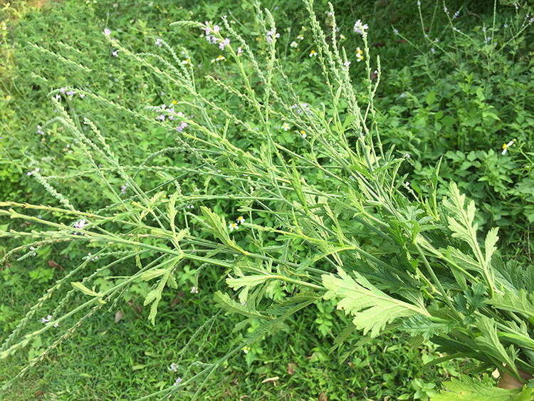 马鞭草 新鲜铁马鞭草 马鞭草中草药 马边草铁马莲 500g【图片 价格