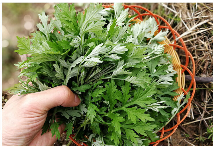 新鲜艾草叶艾叶清明草甜艾青团材料时令野菜田艾现摘现发 野生1斤装