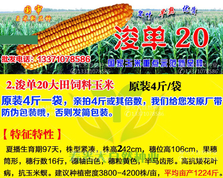 大田青貯飼料玉米種子鄭單958浚單20雜交不包衣高產抗旱耐澇實驗鄭單