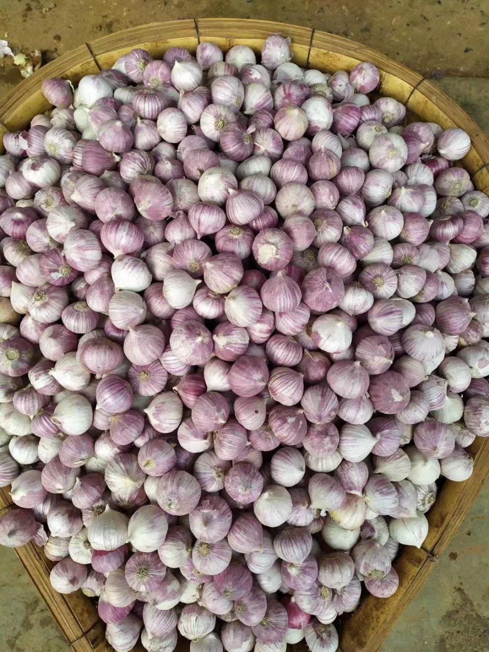 云南大理独头蒜紫皮蒜独子蒜干独头蒜2021年新货香蒜红蒜佐料直径35mm