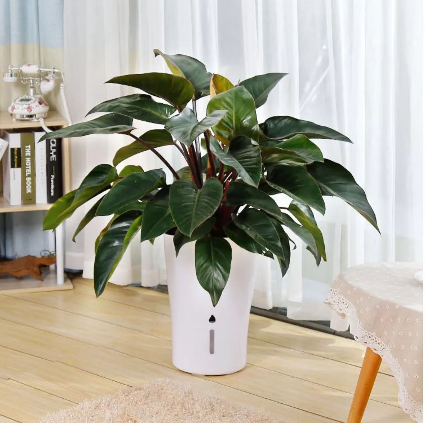 木繁 大金钻大叶红钻宝石 大盆栽 净化空气 绿植盆栽室内大型花卉