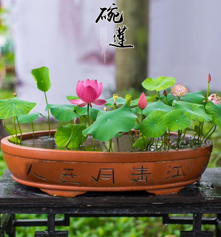 水生水培植物花卉四季水养荷花已开口碗莲种籽家庭园艺小睡莲盆栽红颜
