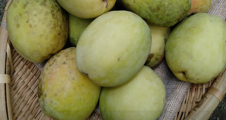 【精选直发】酸木瓜云南特产临沧新鲜青酸脆木瓜新鲜水果老木瓜 3斤不