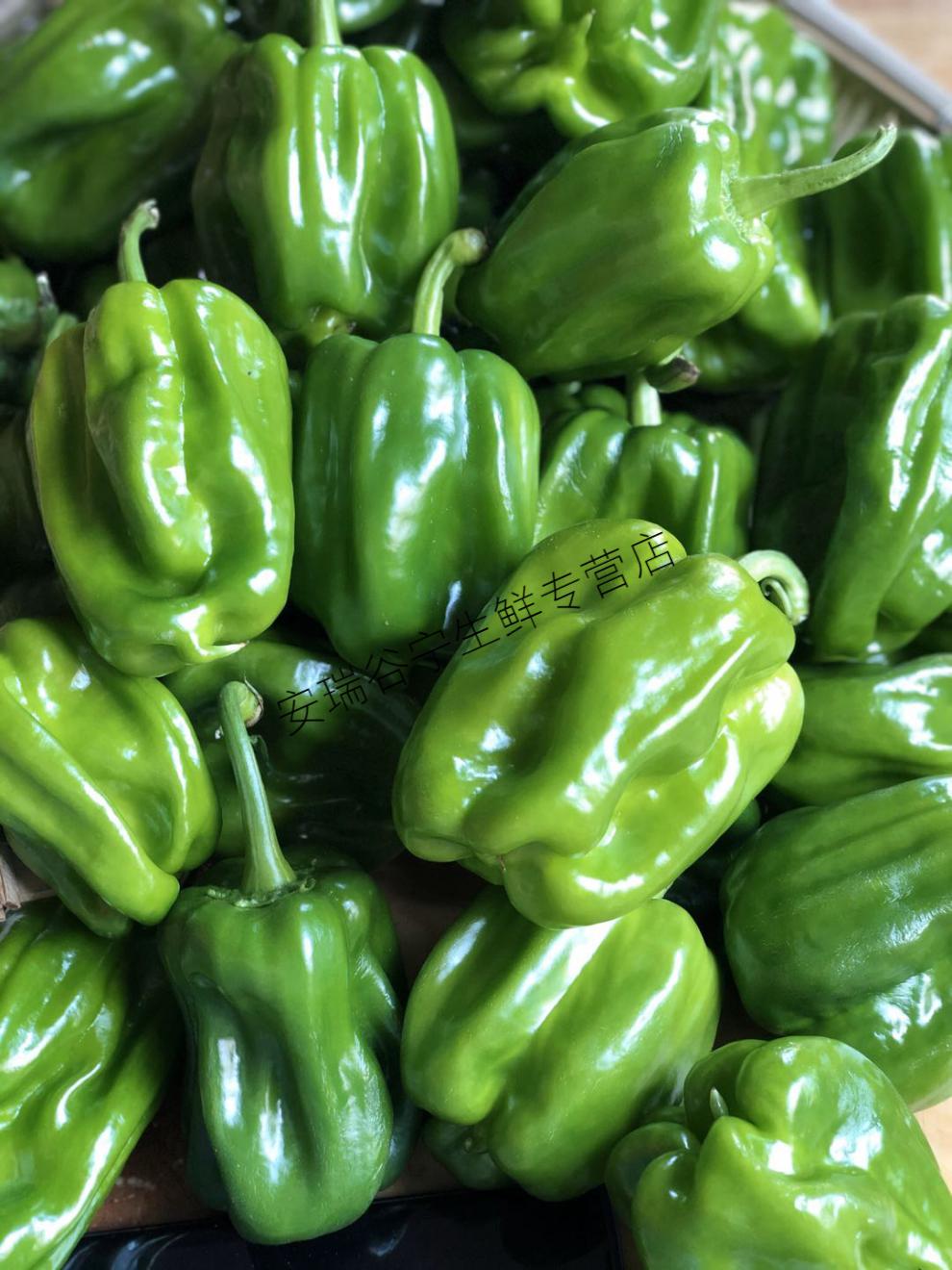 东北麻辣椒 现摘圆椒蘸酱辣椒新鲜灯笼椒 3斤【图片 价格 品牌 报价】
