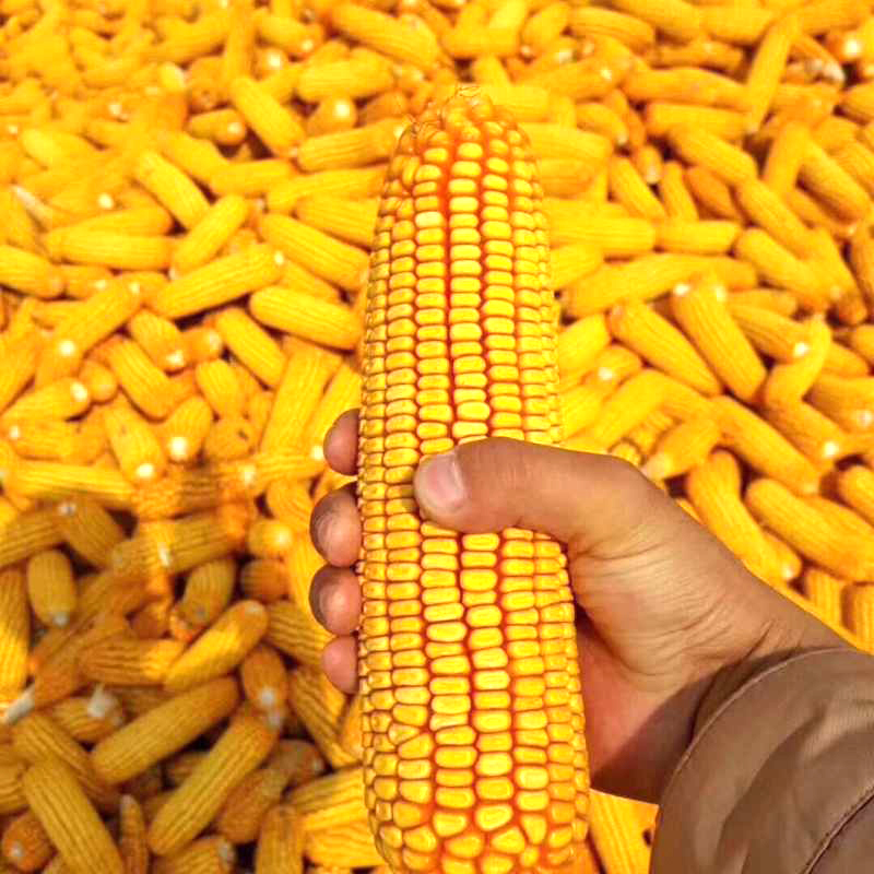 矮大棒/沈玉21 大田种植杂交玉米种子基地 高产大穗抗病国审玉米 东民