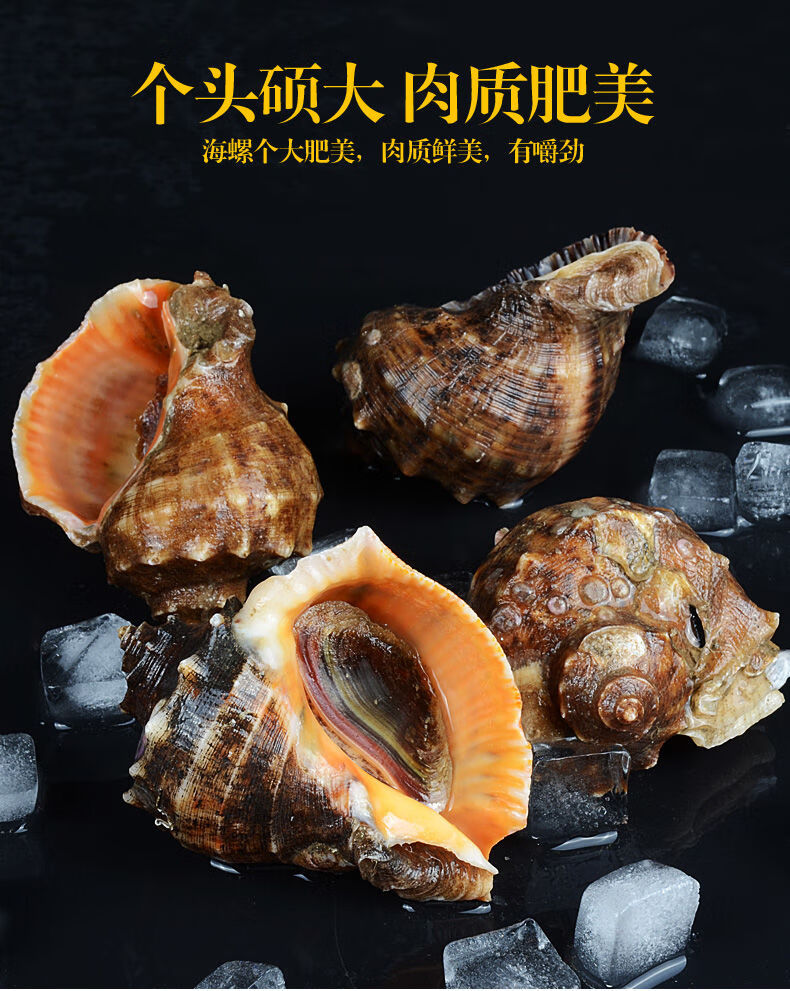 海螺鲜活海螺4斤新鲜大海螺连云港特产海鲜水产小海螺1
