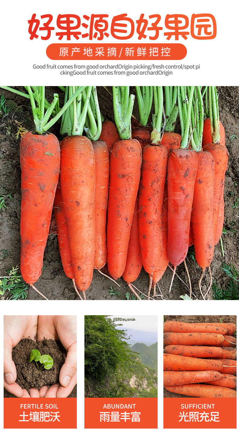 坏果包赔胡萝卜新鲜现挖红萝卜沙地萝卜河南蔬菜3斤5斤9斤装嘎嘣脆鲜