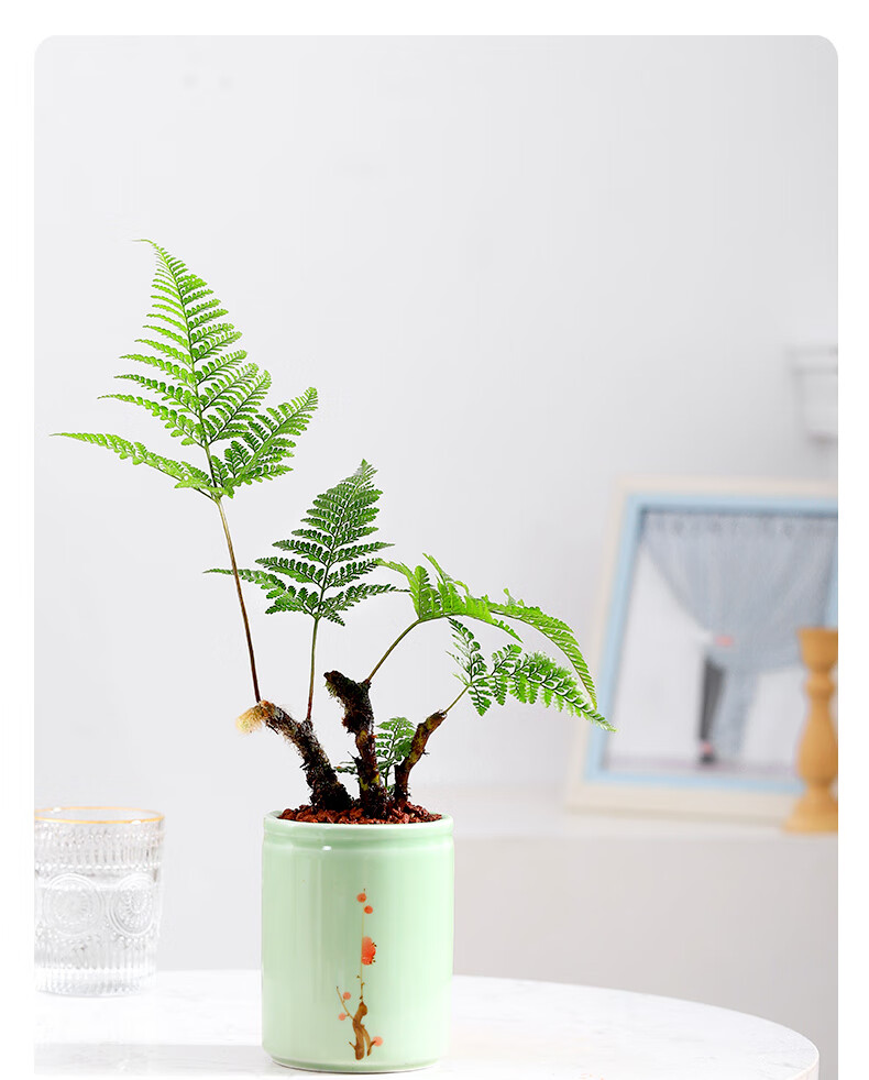 柒悦栖狼尾蕨盆栽网红蕨类植物书房办公室绿植桌面小盆景室内耐阴好养