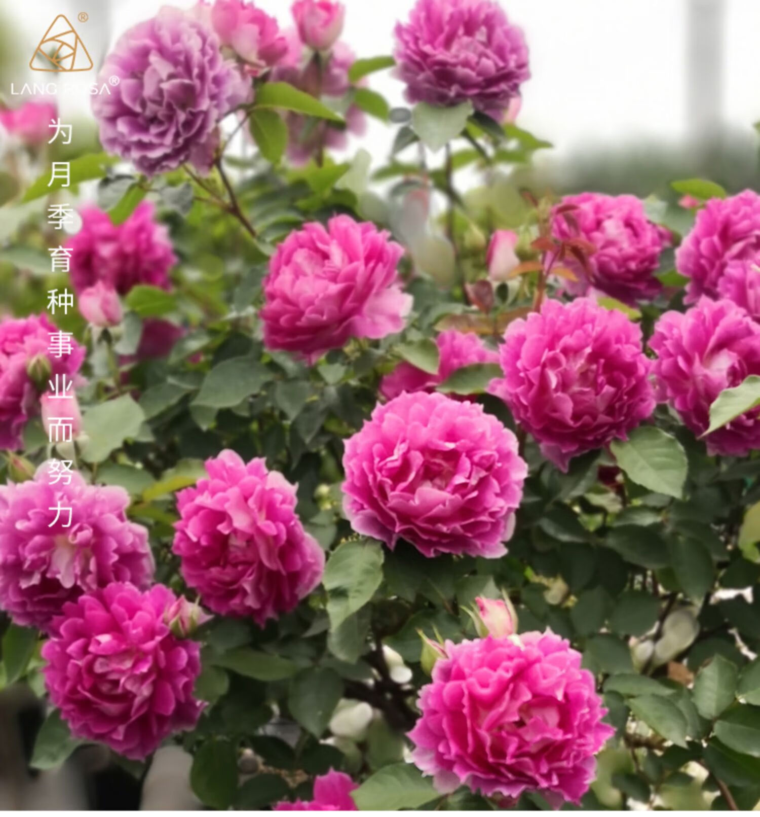 盆栽多季开花中苗多季果汁阳台微型蓝色灌木爬藤植物花卉 安妮公主 2